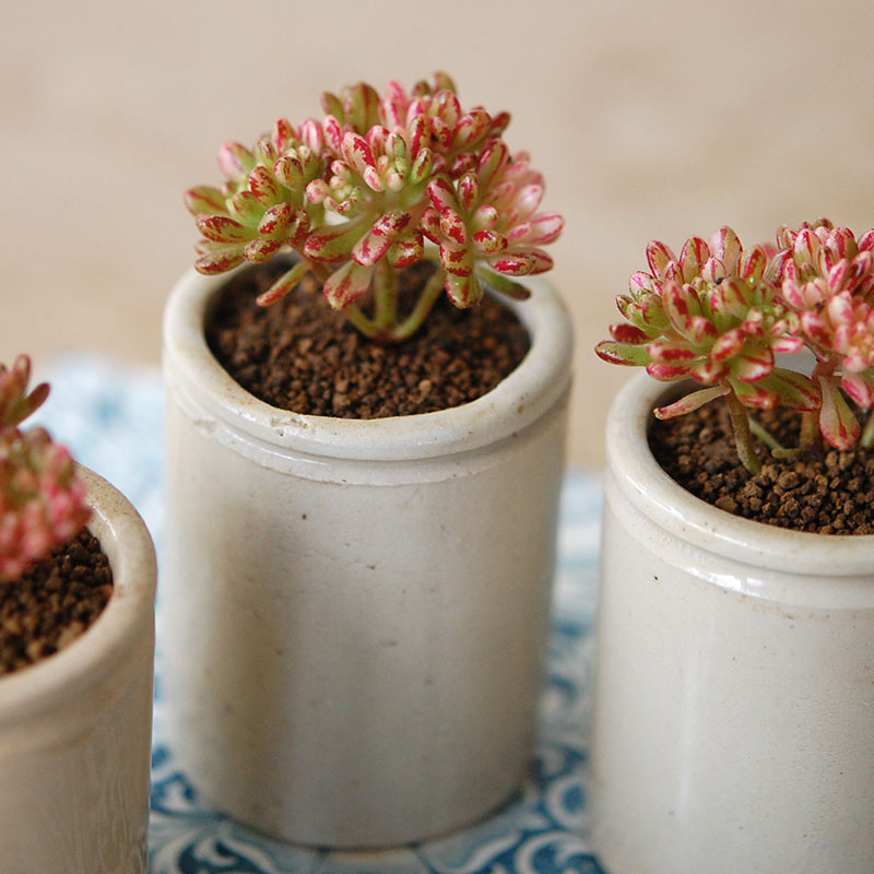 Aeonium 小人の祭り錦 x antique イギリスジャー