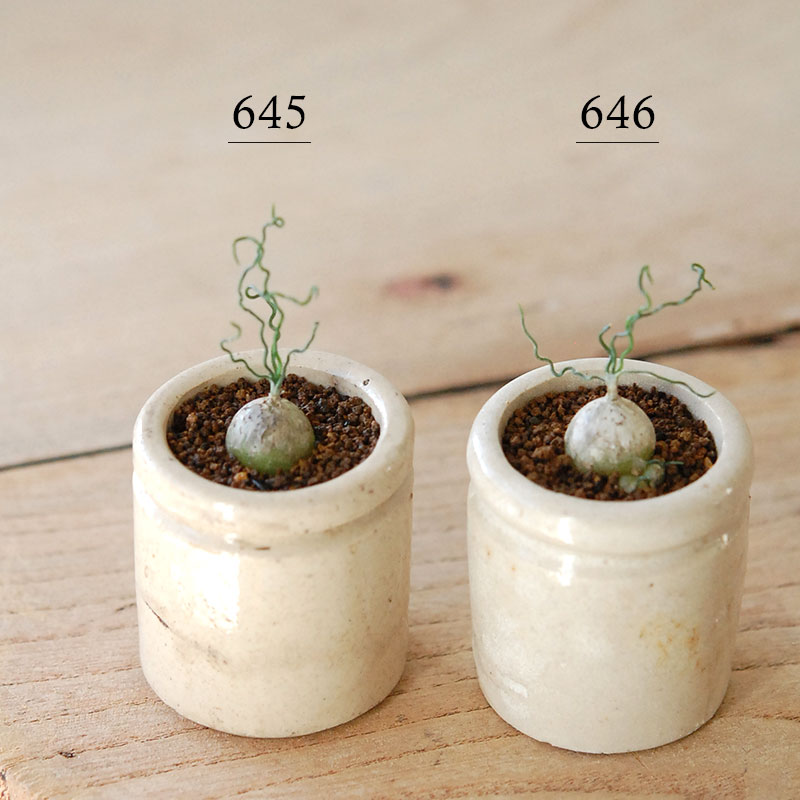 その他多肉植物 Cranky cactus.green | 昨年、兼弥産業様に 長年愛用している、CSC