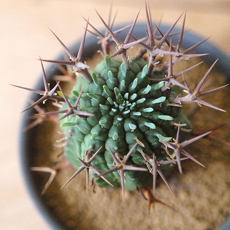 群星冠 x マットポット