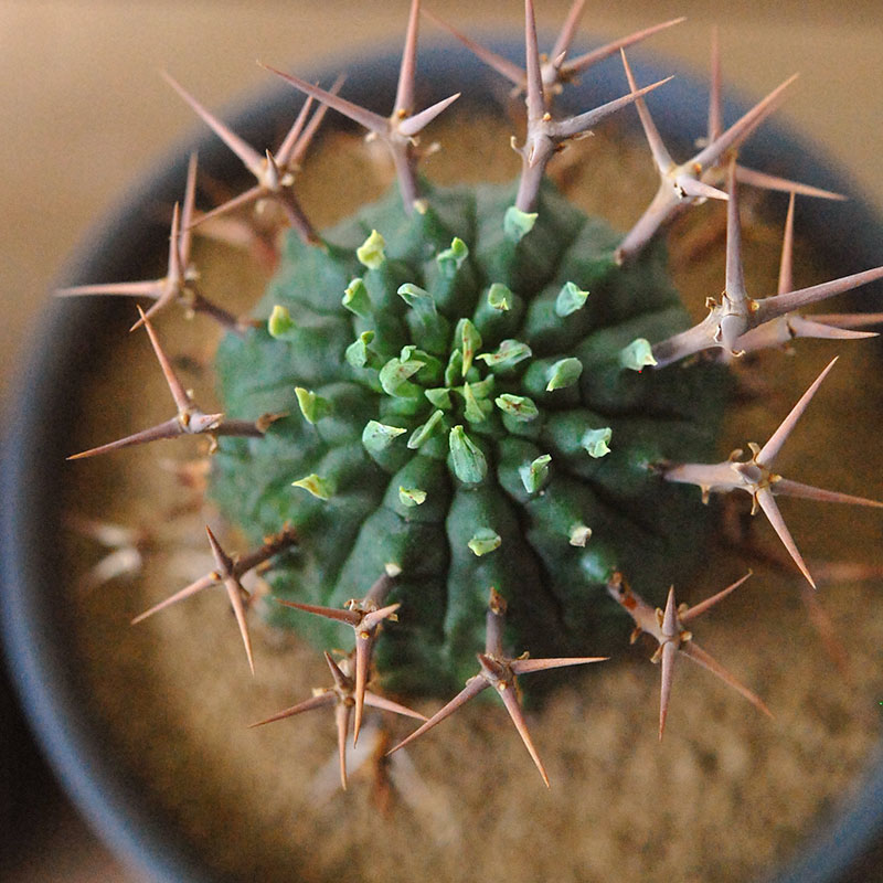 群星冠 x マットポット