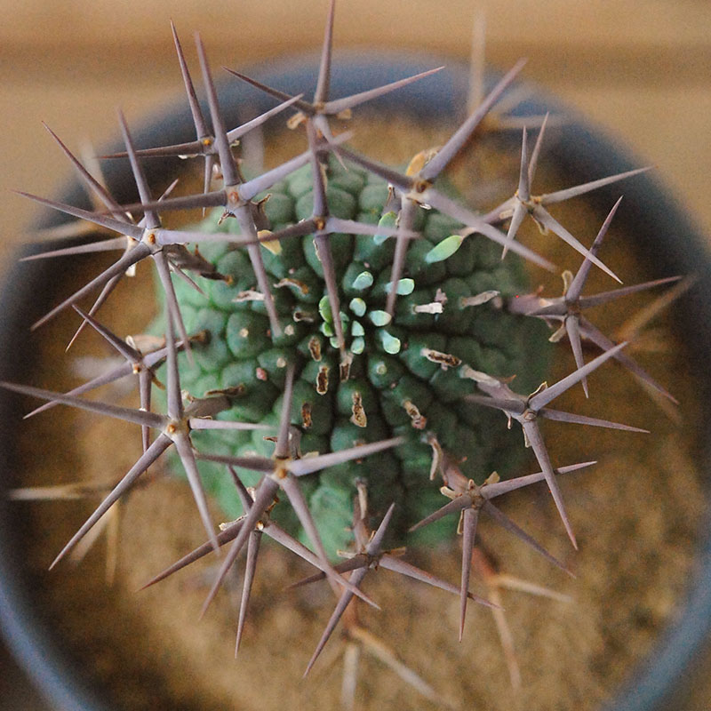 群星冠 x マットポット