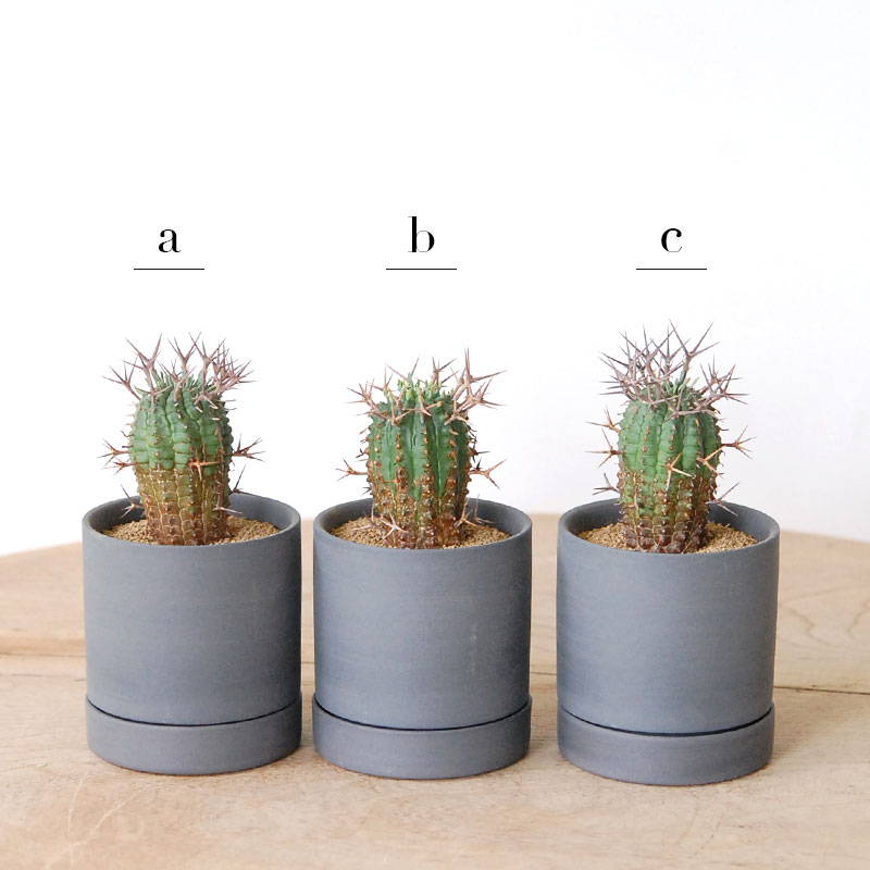 群星冠 x マットポット