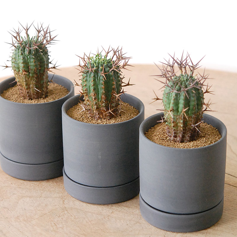 群星冠 x マットポット