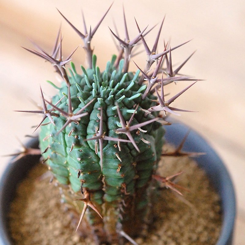 群星冠 x マットポット