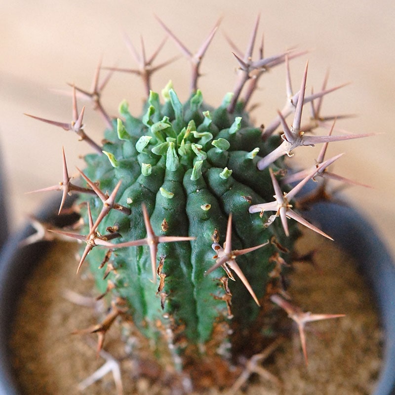 群星冠 x マットポット