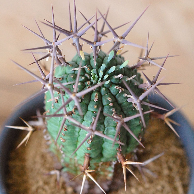 群星冠 x マットポット