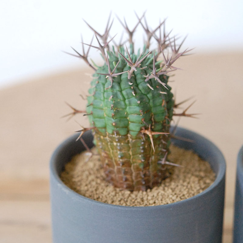 群星冠 x マットポット