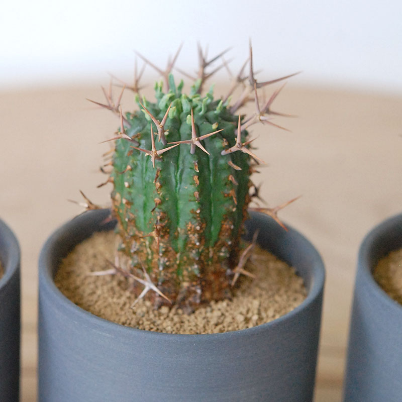 群星冠 x マットポット