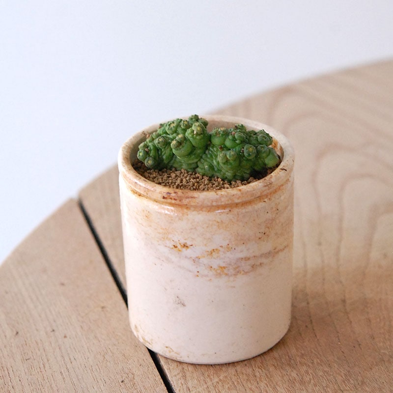 Mammillaria ボカサナフレッド x antique pot