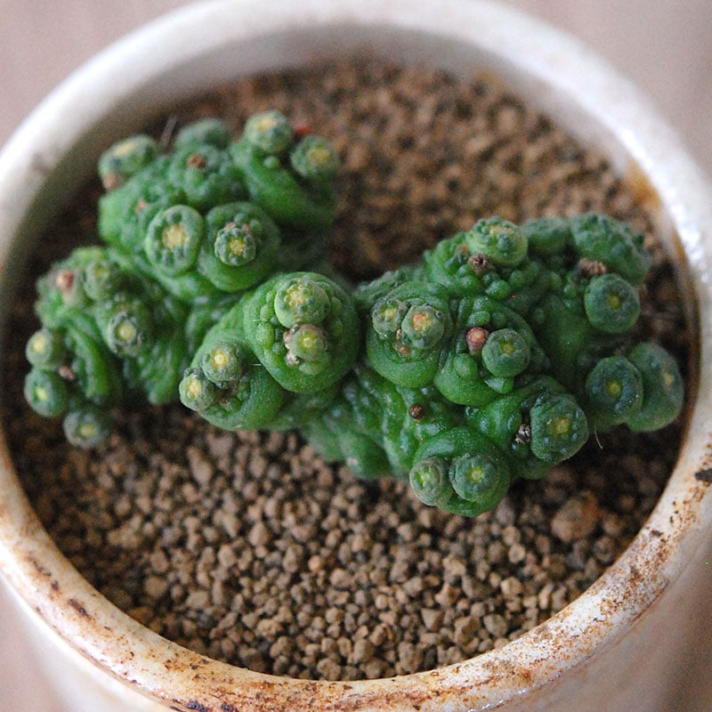 Mammillaria ボカサナフレッド x antique pot