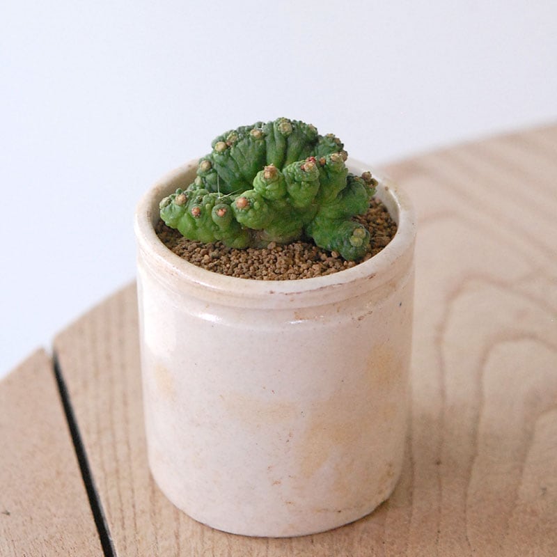 Mammillaria ボカサナフレッド x antique pot