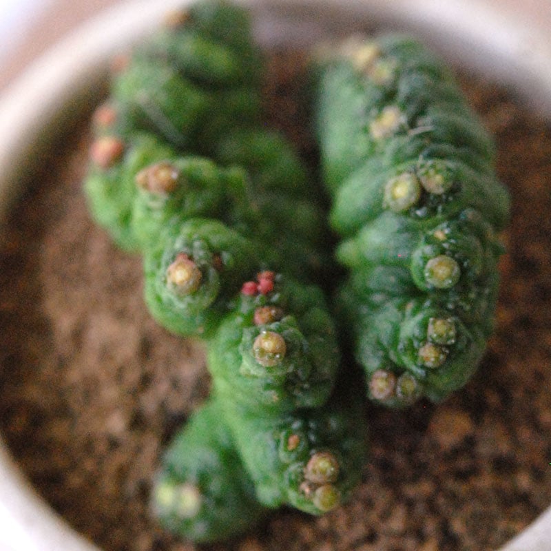 Mammillaria ボカサナフレッド x antique pot