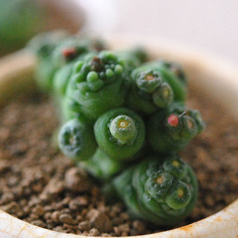 Mammillaria ボカサナフレッド x antique pot