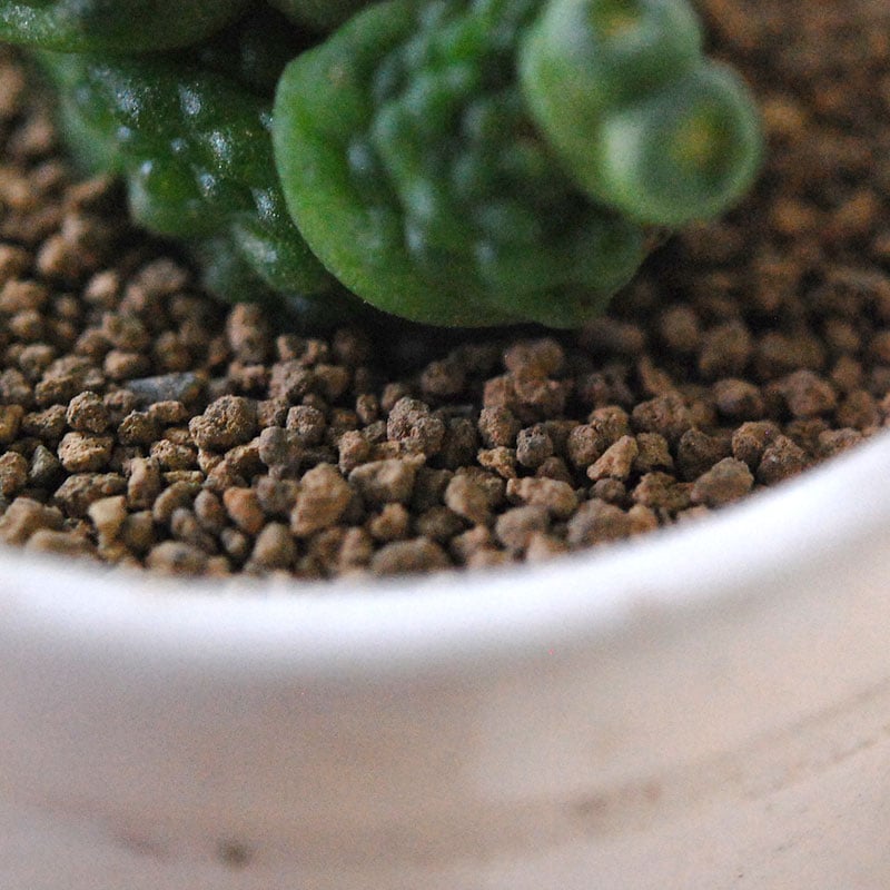 Mammillaria ボカサナフレッド x antique pot