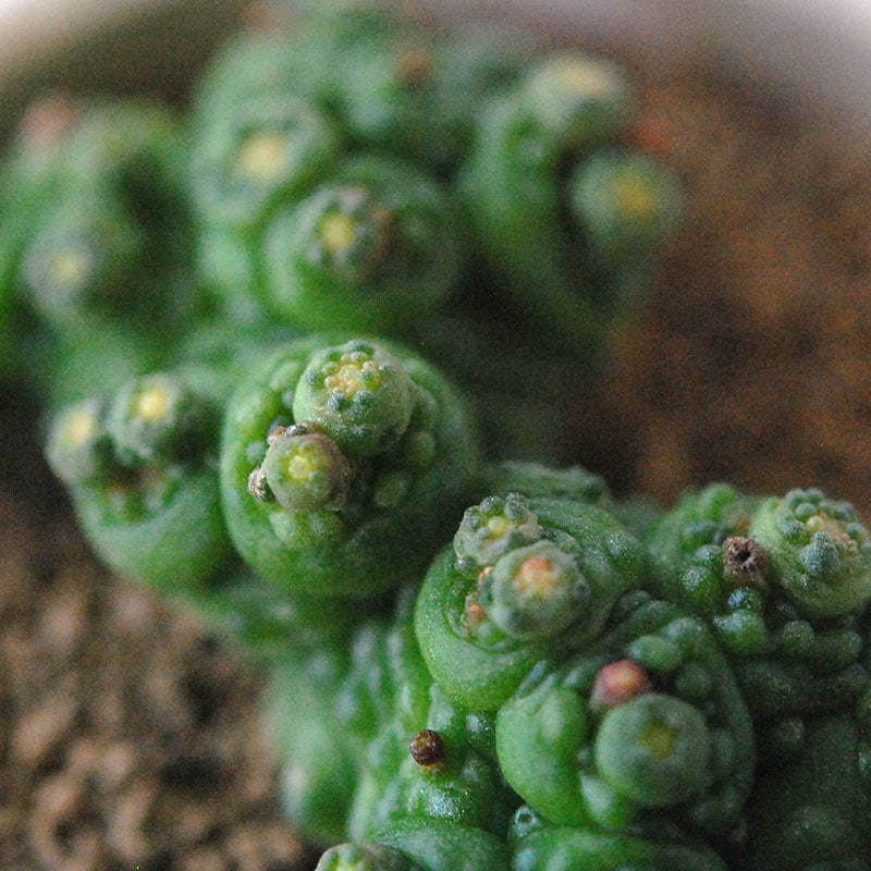 Mammillaria ボカサナフレッド x antique pot