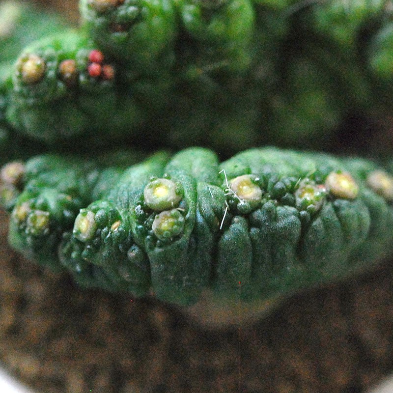 Mammillaria ボカサナフレッド x antique pot