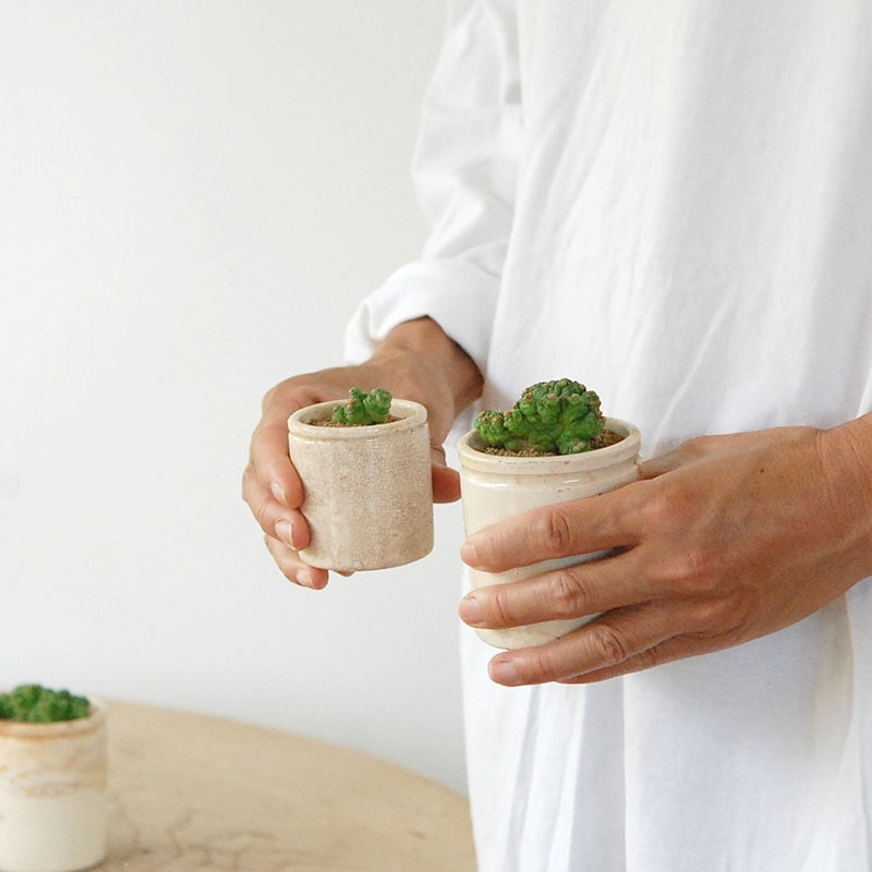 Mammillaria ボカサナフレッド x antique pot