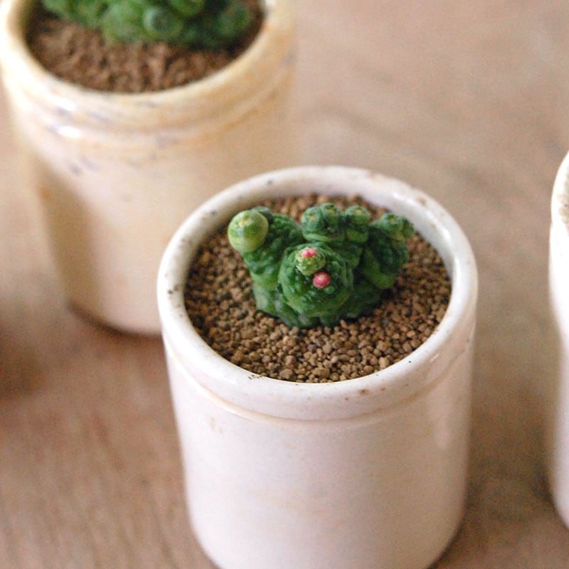 Mammillaria ボカサナフレッド x antique pot