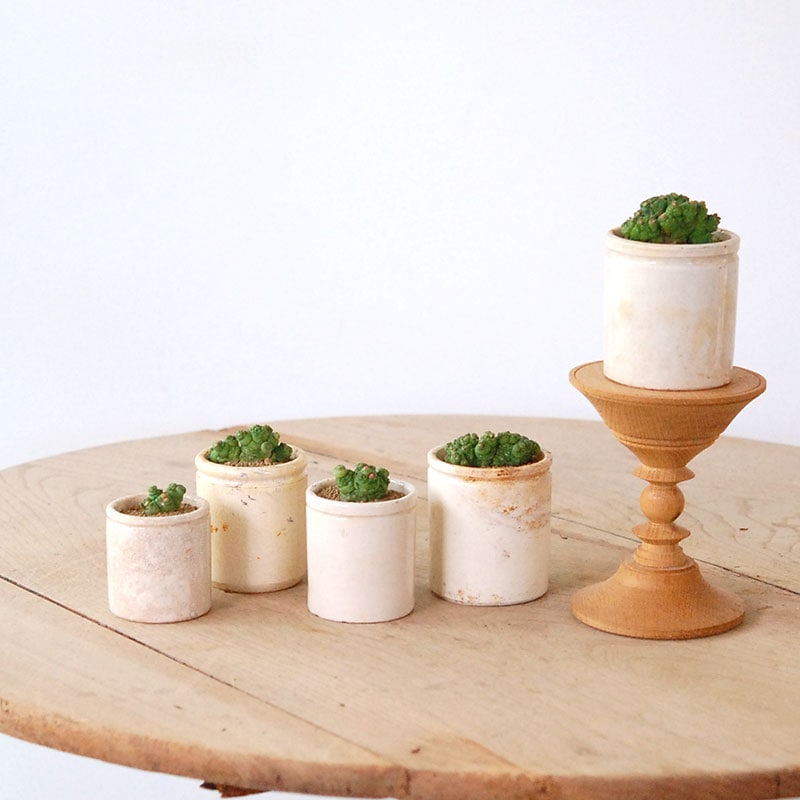 Mammillaria ボカサナフレッド x antique pot