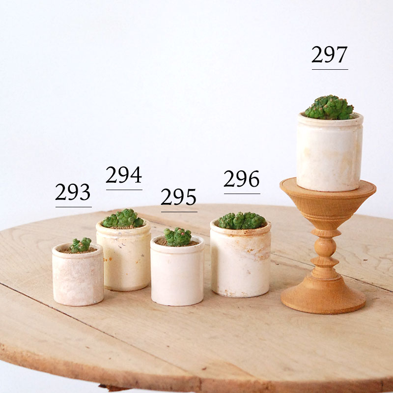 Mammillaria ボカサナフレッド x antique pot