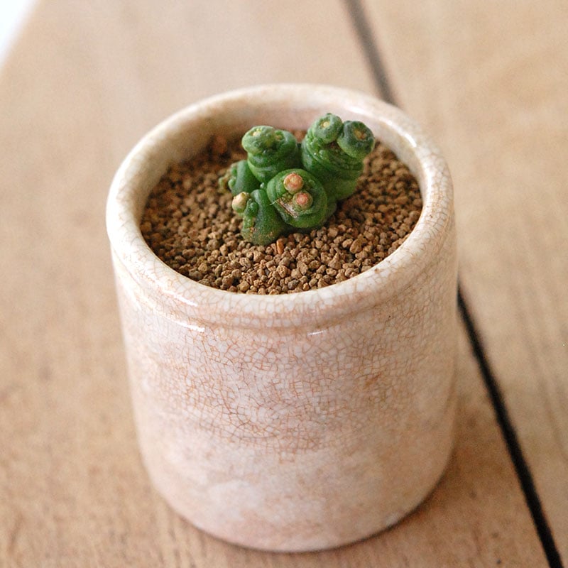 Mammillaria ボカサナフレッド x antique pot