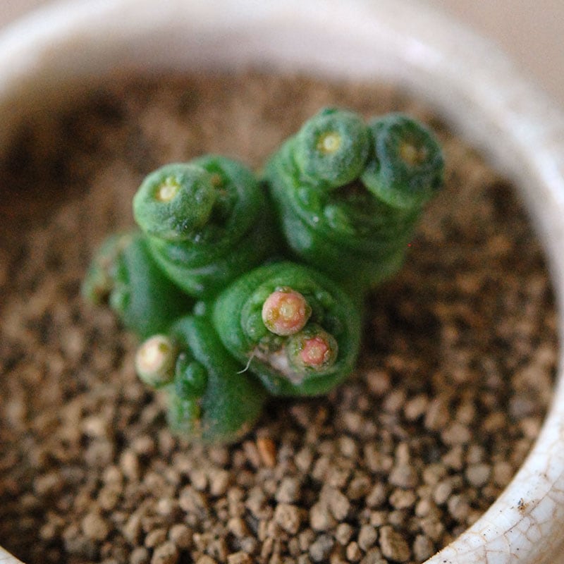 Mammillaria ボカサナフレッド x antique pot