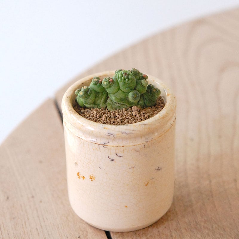 Mammillaria ボカサナフレッド x antique pot