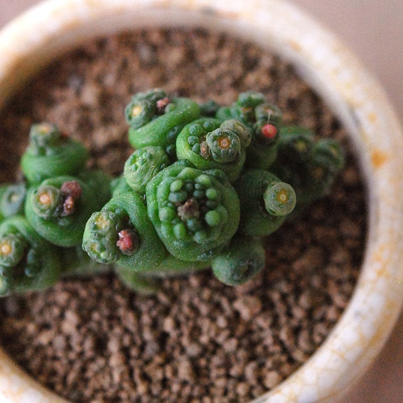 Mammillaria ボカサナフレッド x antique pot