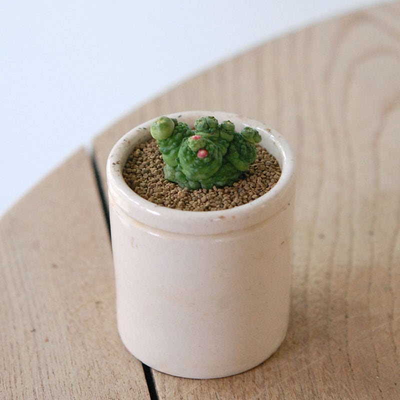 Mammillaria ボカサナフレッド x antique pot