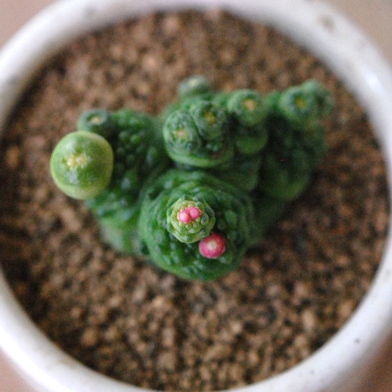 Mammillaria ボカサナフレッド x antique pot