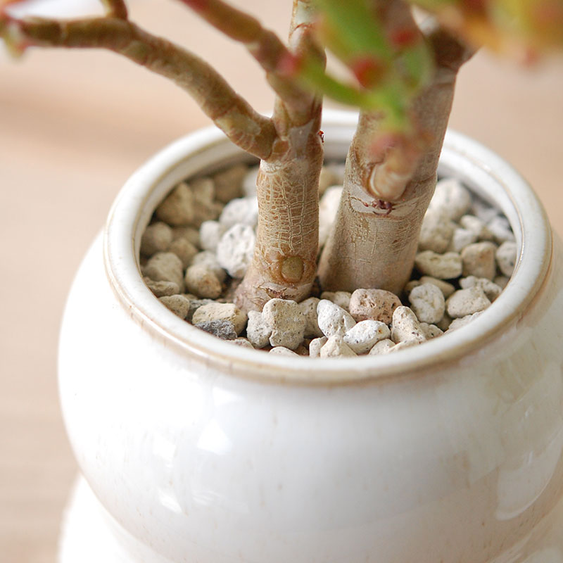 Crassula ゴーラム x pot