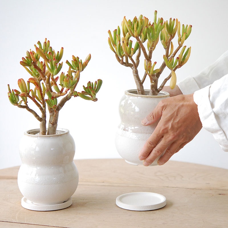 Crassula ゴーラム x pot