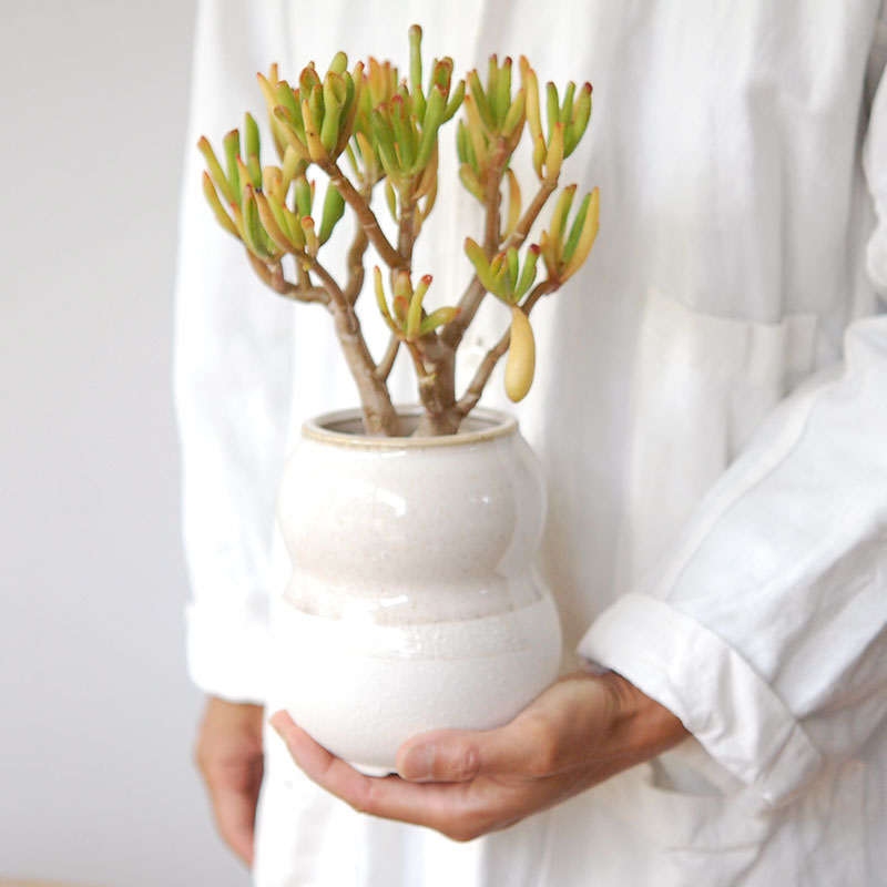 Crassula ゴーラム x pot