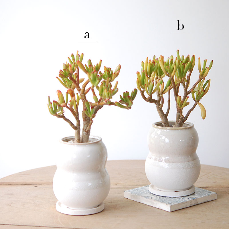 Crassula ゴーラム x pot