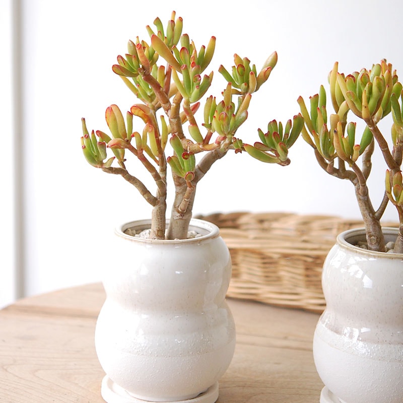 Crassula ゴーラム x pot