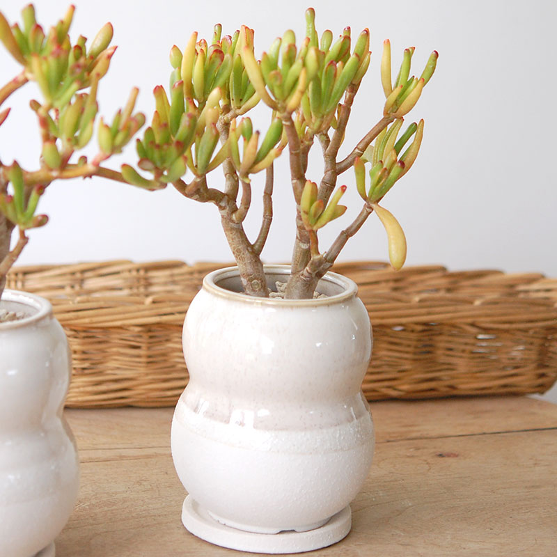 Crassula ゴーラム x pot