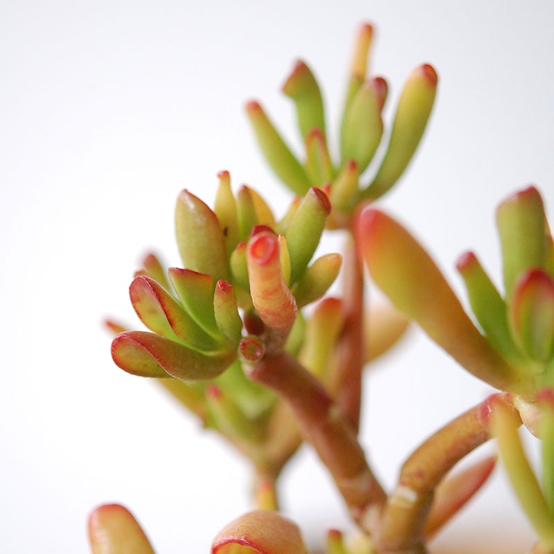 Crassula ゴーラム x pot