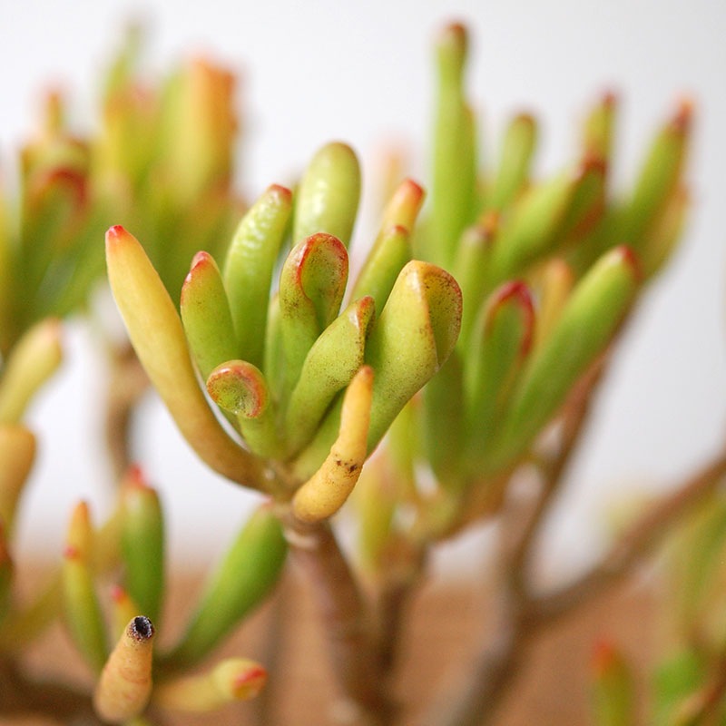 Crassula ゴーラム x pot