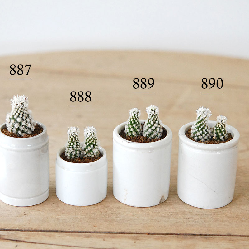 Mammillaria 明日香姫 x antique イギリスジャー | 多肉植物の