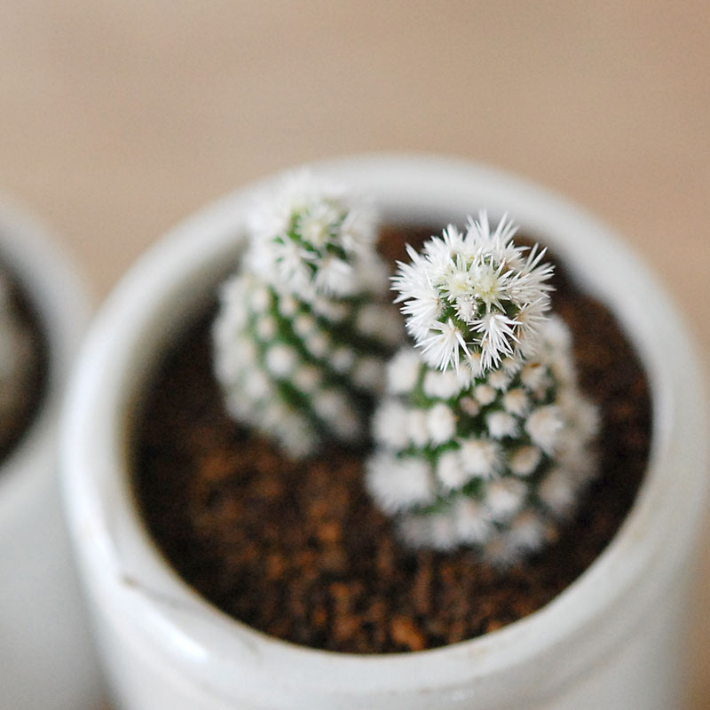ソマリ/マグノリア Mammillaria 明日香姫 x antique イギリスジャー | 多肉植物の