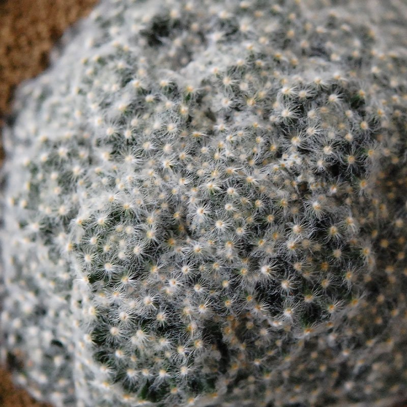 cactus x イギリス antique pudding bowl