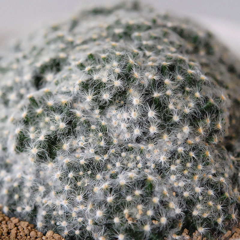 cactus x イギリス antique pudding bowl