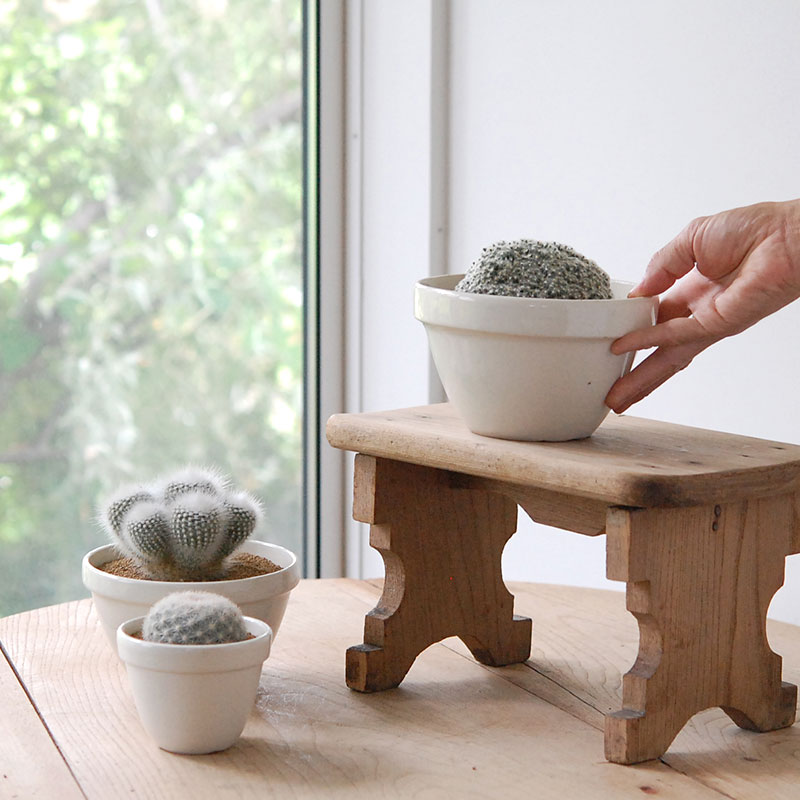 cactus x イギリス antique pudding bowl