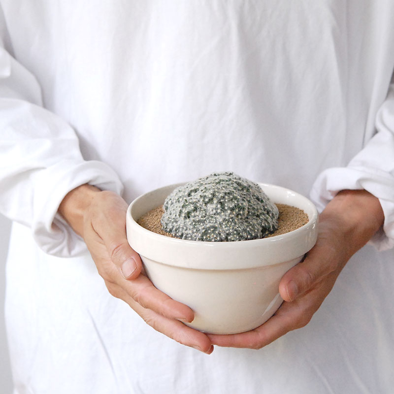 cactus x イギリス antique pudding bowl