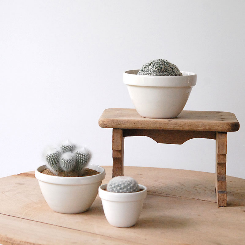 cactus x イギリス antique pudding bowl