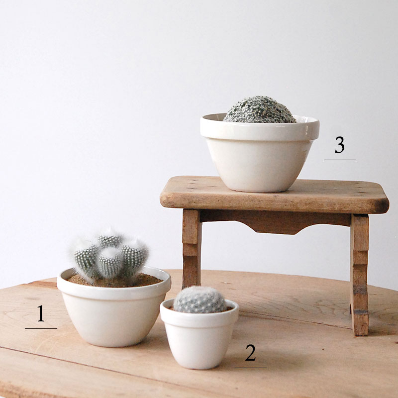 cactus x イギリス antique pudding bowl