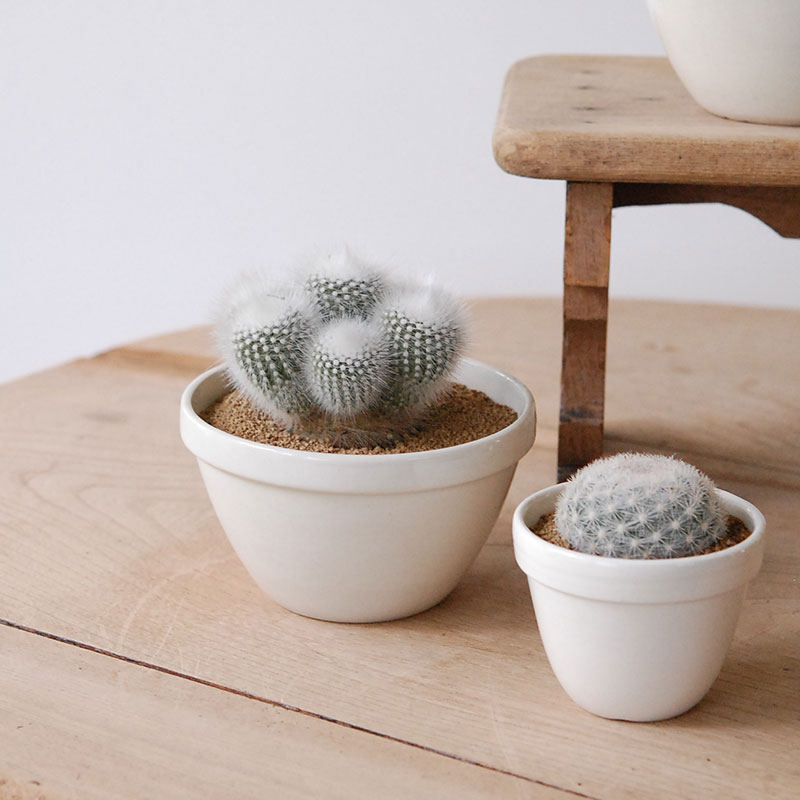 cactus x イギリス antique pudding bowl