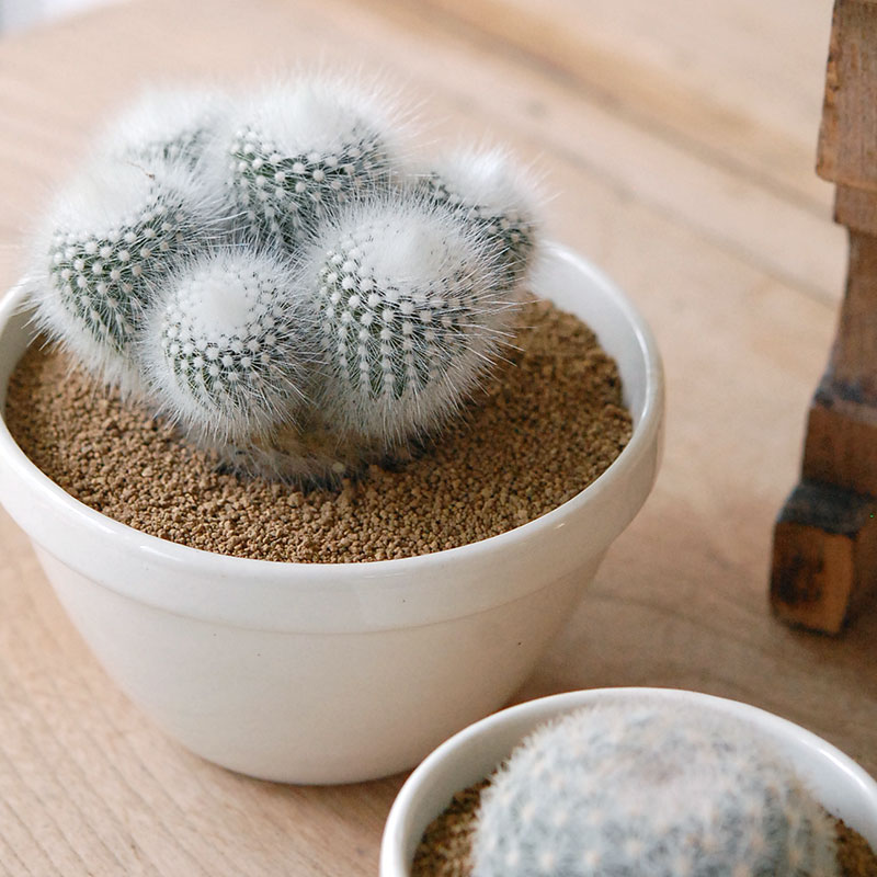 cactus x イギリス antique pudding bowl