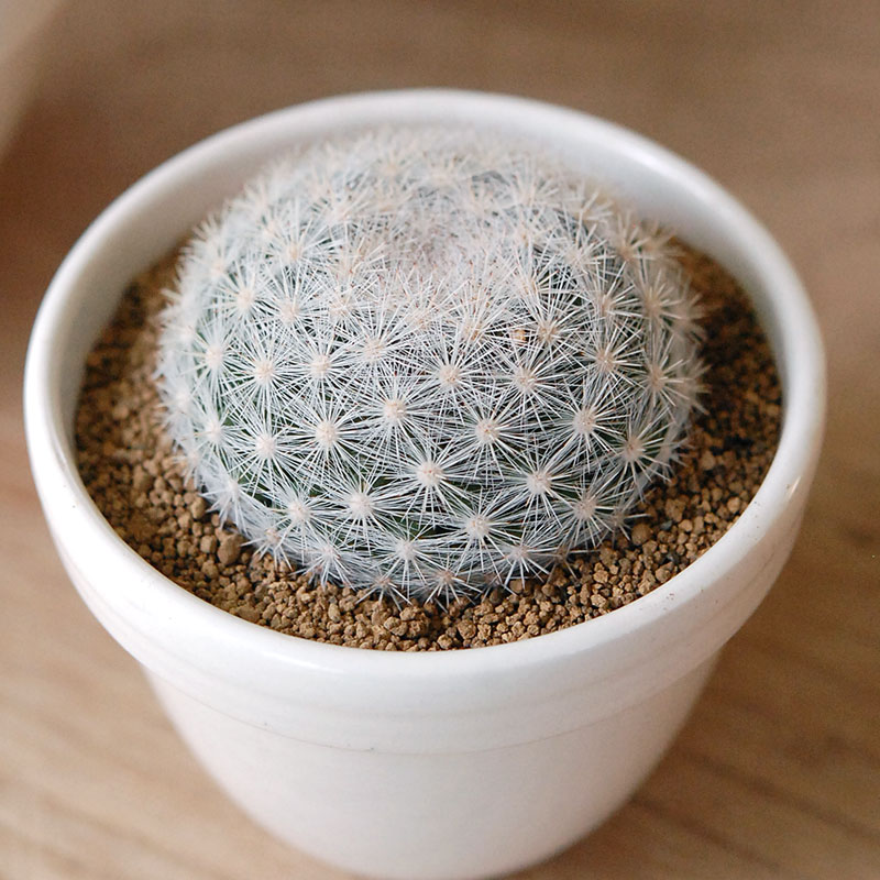 cactus x イギリス antique pudding bowl