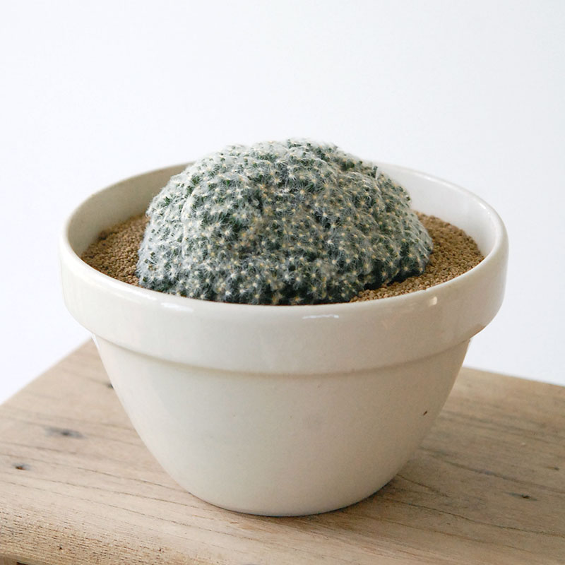 cactus x イギリス antique pudding bowl